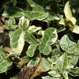 Трахелоспермум жасминовидный 'Nagaba'- Trachelospermum jasminoides 'Nagaba'