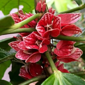 Гетея прямоцветковая-Goethea strictiflora