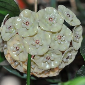 Хойя  Hoya Danumensis subsp. Amarii