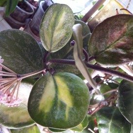 Хойя Hoya Obovata variegata splash