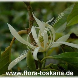 Микелия белая (Чампака белая)-Michelia alba-Weie Michelia