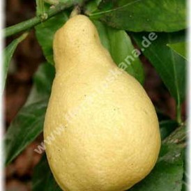 Лимон-Citrus limon ґPyriformis`-Birnenfrmige Zitrone