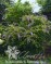 Миления японская / Millettia japonica