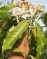 Копсия древовидная вариегатная-Kopsia arborea albomarginata