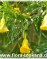 Теветия перуанская, Жёлтый олеандр-Thevetia peruviana