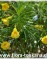 Теветия перуанская, Жёлтый олеандр-Thevetia peruviana