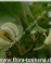 Микелия белая (Чампака белая)-Michelia alba-Weie Michelia