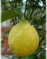 Персидский/лайм Таити-Citrus latifolia-Persische Limette