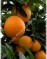 Апельсин-Citrus sinensis ґThompson Navel`-Nabel-Orange