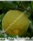 Лимон сладкий-Citrus limetta-Ssse Limette, Rmische Limette
