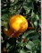 Апельсин-Citrus sinensis ґThompson Navel`-Nabel-Orange