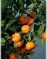 Мандарин-Citrus reticulata-Mandarinen