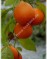 Мандарин-Citrus reticulata-Mandarinen