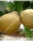 Лимон-Citrus limon ґPyriformis`-Birnenfrmige Zitrone