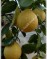 Лимон-Citrus limon x Citrus paradisi-Lipo