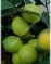 Мексиканский Лайм-Citrus aurantiifolia-Mexikanische Limette, Saure Limette