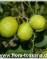 Мексиканский Лайм-Citrus aurantiifolia-Mexikanische Limette, Saure Limette