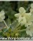 Брунфельсия Американская-Brunfelsia americana